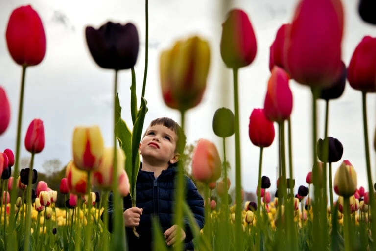 Wicked Tulips Farm Photographer