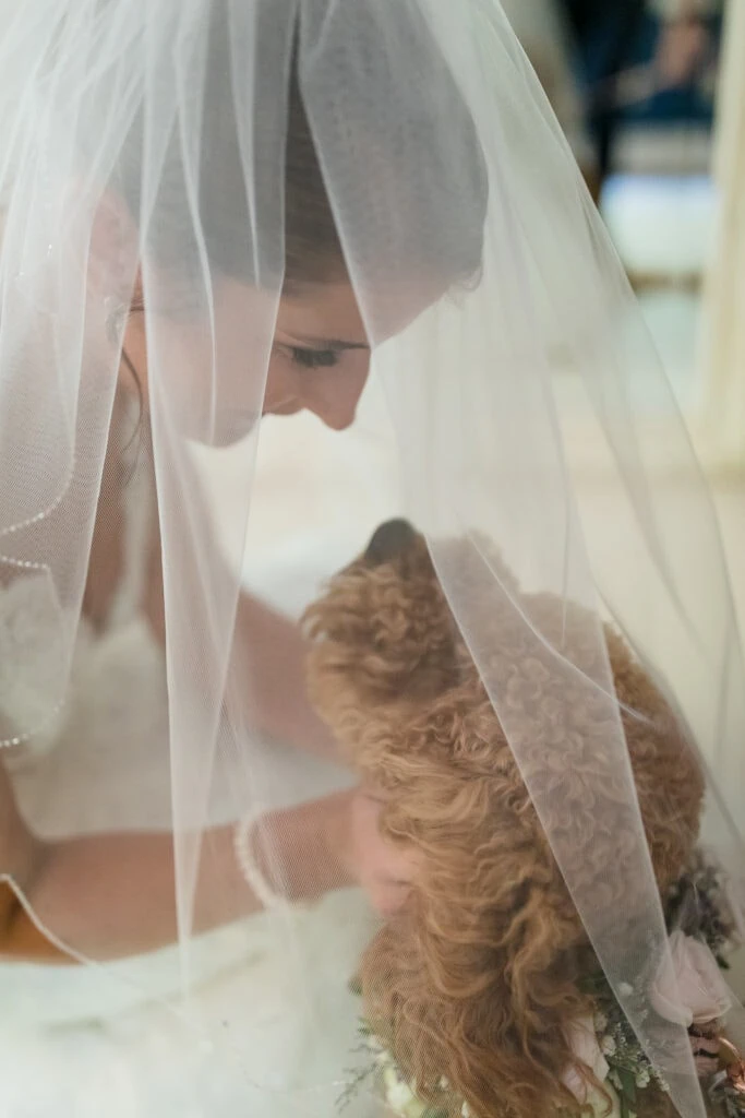 A bride petting a goldendoodle dog underneath her bridal veil