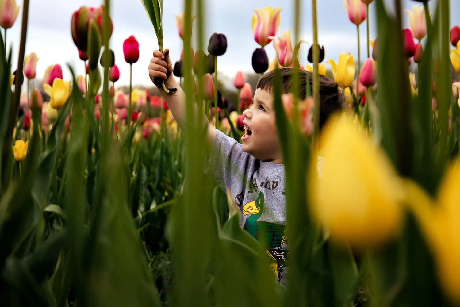 A little boy in a field of tulips